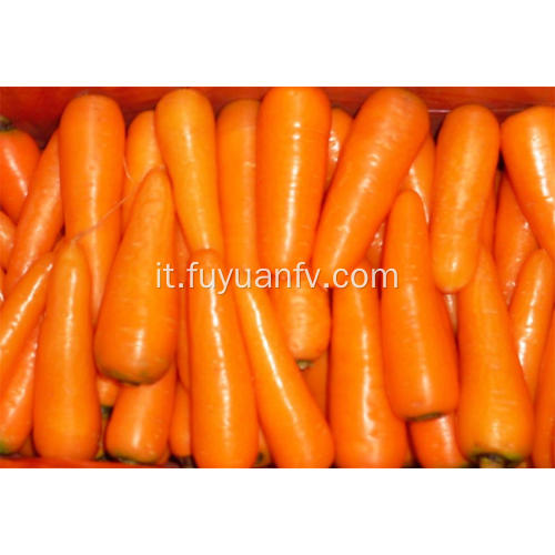 Prezzo all&#39;ingrosso di carote fresche biologiche
